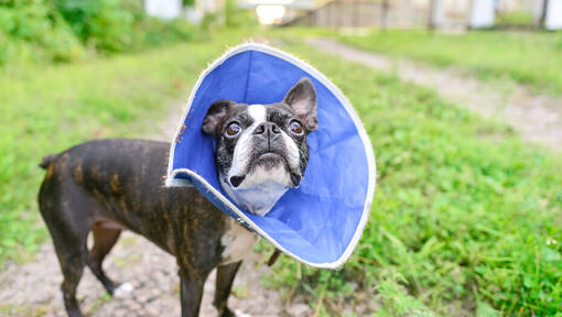 Small dog cone sales
